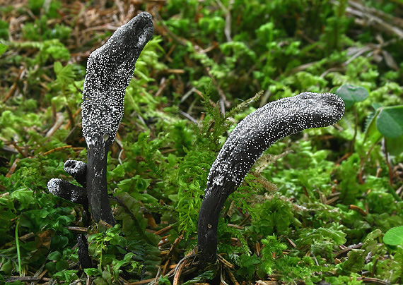 žezlovka srnková Tolypocladium ophioglossoides (J.F. Gmel.) Quandt, Kepler & Spatafora