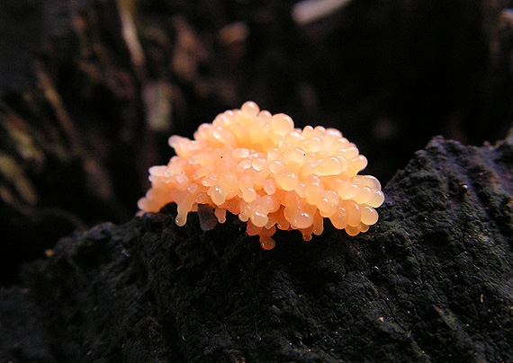 jahodník sasankovitý  Tubifera ferruginosa (Batsch) J.F. Gmel.