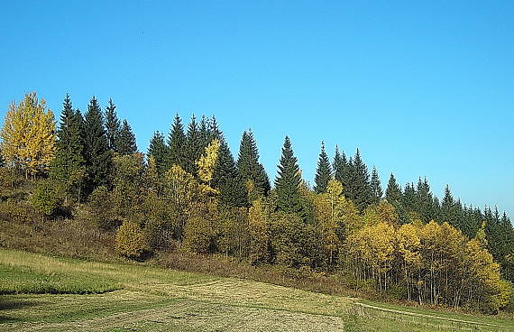 hubársky lesík v jeseni