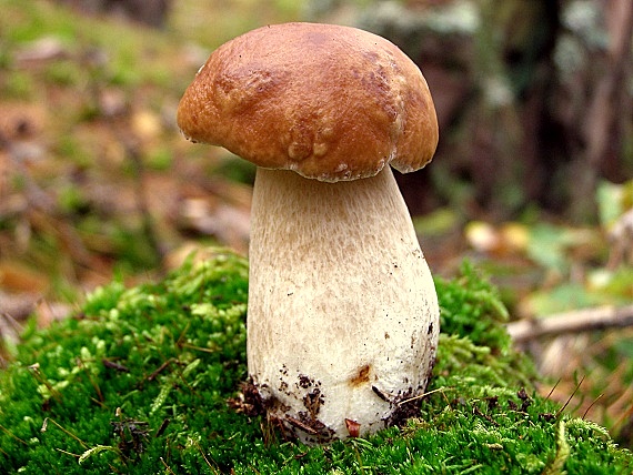 hríb smrekový-Hřib smrkový  Boletus edulis