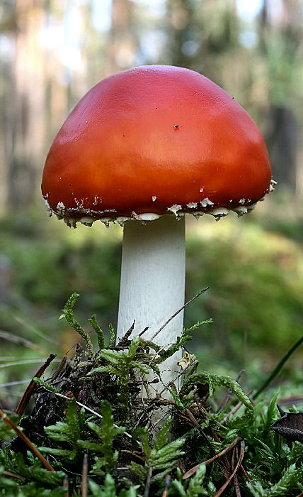 muchotrávka červená holá Amanita muscaria var. aureola (Kalchbr.) Quél.