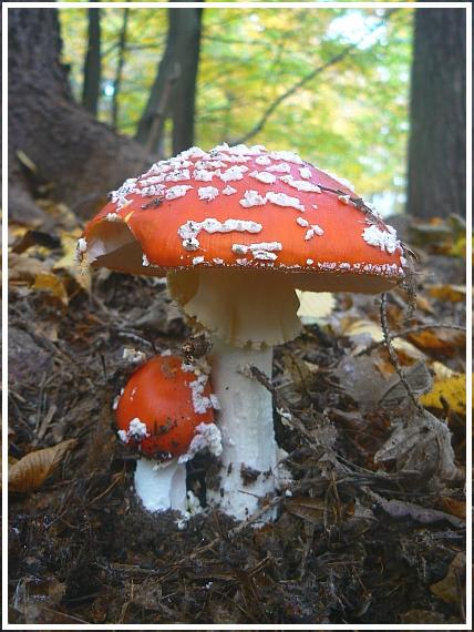 muchotrávka červená Amanita muscaria (L.) Lam.