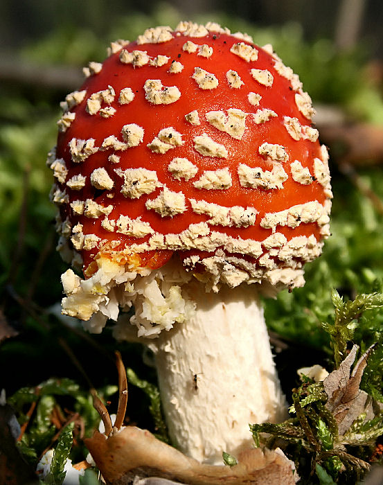 muchotrávka červená Amanita muscaria (L.) Lam.