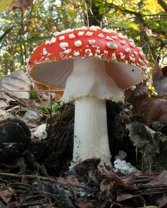 muchotrávka červená Amanita muscaria (L.) Lam.