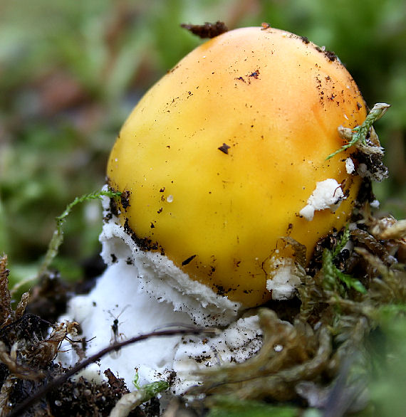 muchotrávka Amanita sp.