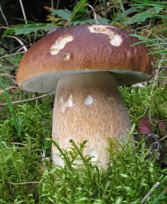 hríb smrekový Boletus edulis Bull.