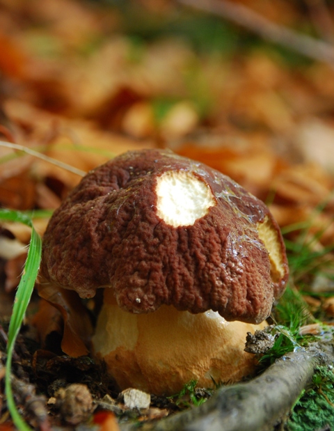 hríb sosnový Boletus pinophilus Pil. et Dermek in Pil.