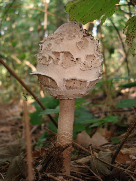 bedľa červenejúca Chlorophyllum rachodes (Vittad.) Vellinga