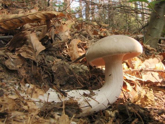 strmuľka inovaťová Clitocybe nebularis (Batsch) P. Kumm.