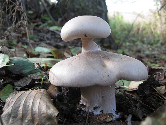 strmuľka inovaťová Clitocybe nebularis (Batsch) P. Kumm.