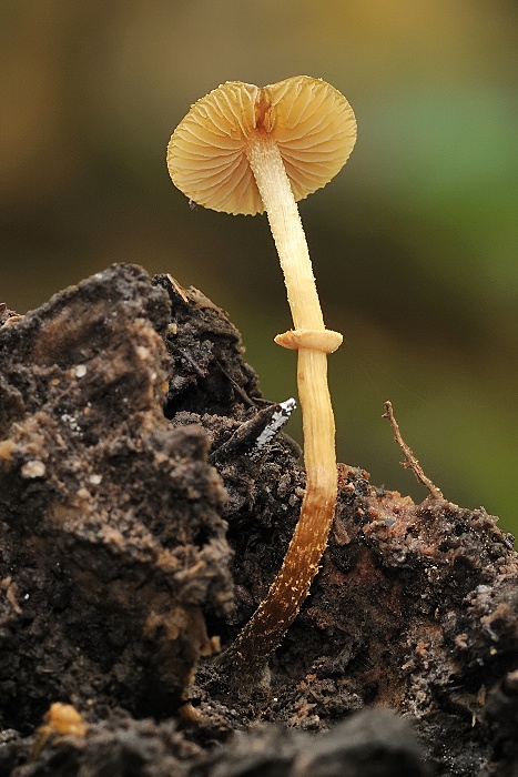 kapucňovec Conocybe sp.