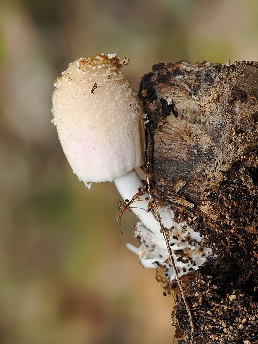 hnojník Coprinellus sp.