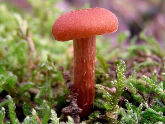 pavučinovec krvavý-Pavučinec krvavý? Cortinarius sanguineus ?