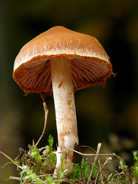 pavučinovec Cortinarius sp.