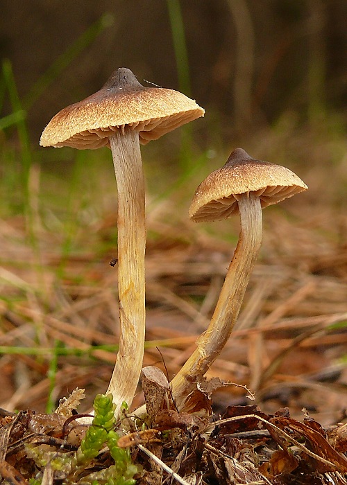 pavučinovec Cortinarius sp.