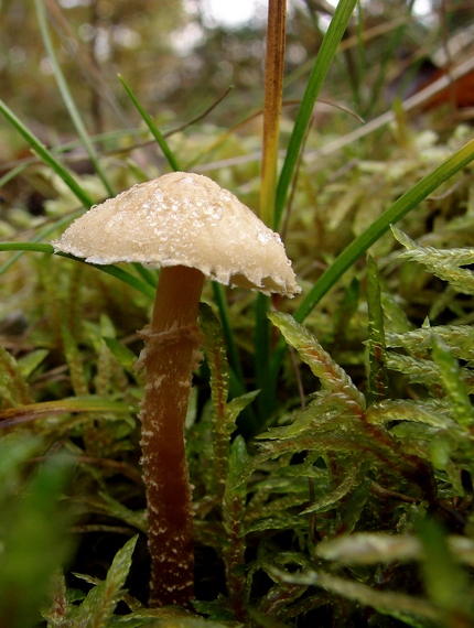 zrnivka Cystoderma sp.