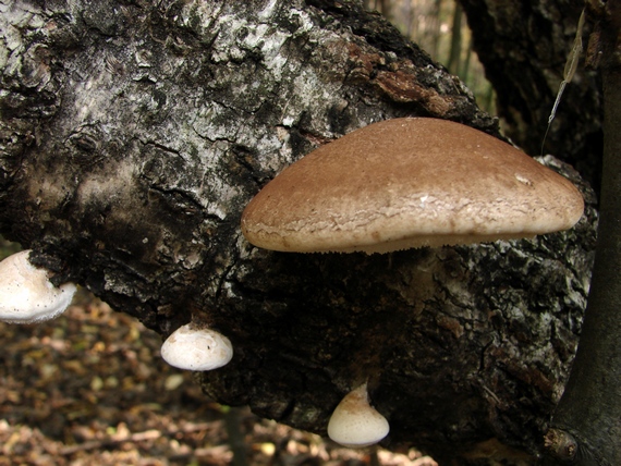 brezovník obyčajný Fomitopsis betulina (Bull.) B.K. Cui, M.L. Han & Y.C. Dai