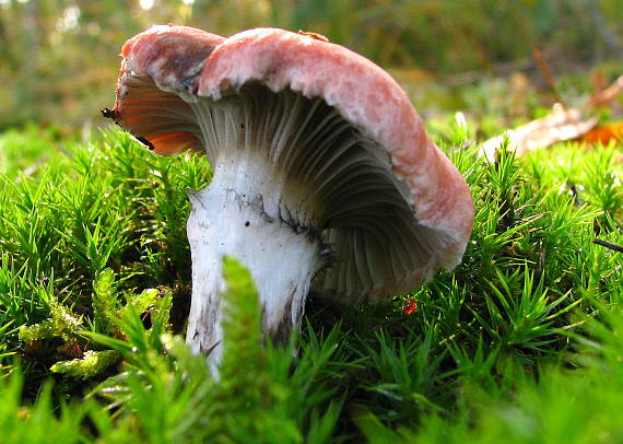 sliziak ružový Gomphidius roseus (Fr.) Oudem.