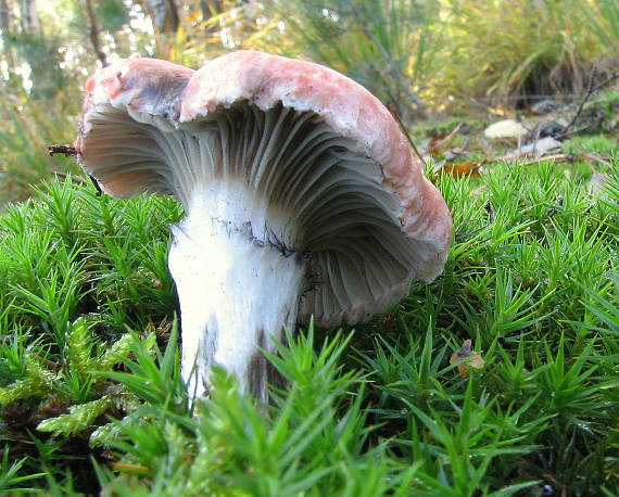 sliziak ružový Gomphidius roseus (Fr.) Oudem.