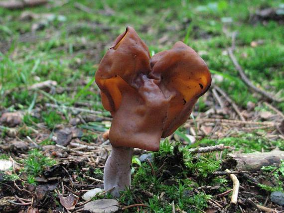 ucháč čepcovitý Gyromitra infula (Schaeff.) Quél.