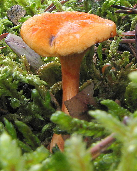 líška oranžová Hygrophoropsis aurantiaca (Wulfen) Maire