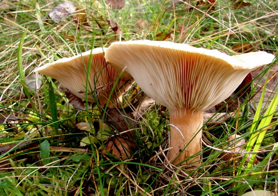 rýdzik kravský Lactarius torminosus (Schaeff.) Gray