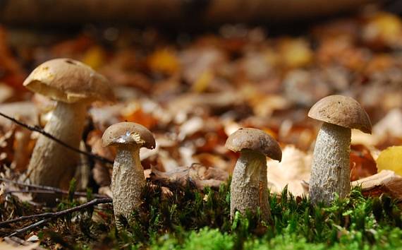 kozák brezový Leccinum scabrum (Bull.) Gray