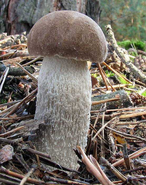 kozák Leccinum sp.