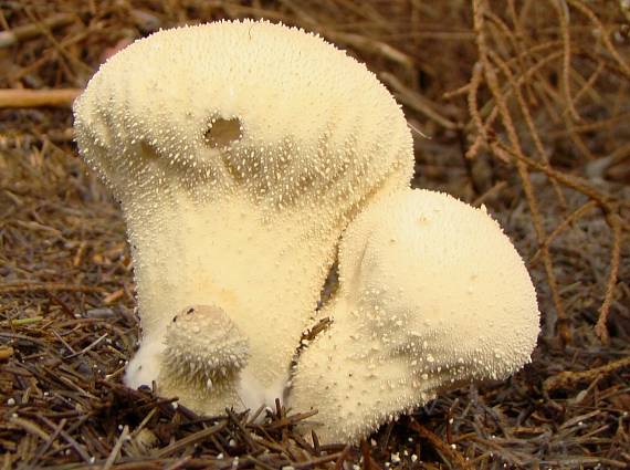 prášnica bradavičnatá Lycoperdon perlatum Pers.