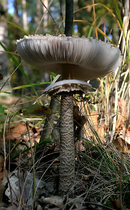 bedľa vysoká Macrolepiota procera (Scop.) Singer