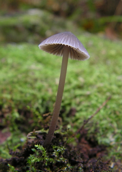 prilbička ružovejúca? Mycena erubescens?