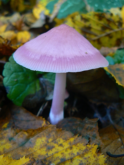 prilbička ružovkastá Mycena rosea Gramberg