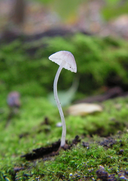 prilbička Mycena sp.