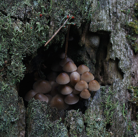 prilbička Mycena sp.