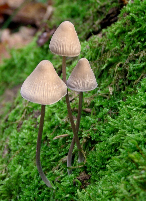 prilbička zefírová Mycena zephirus (Fr.) P. Kumm.