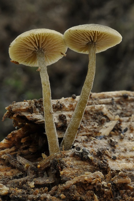 smeťovička hnedoolivová Simocybe centunculus (Fr.) P. Karst