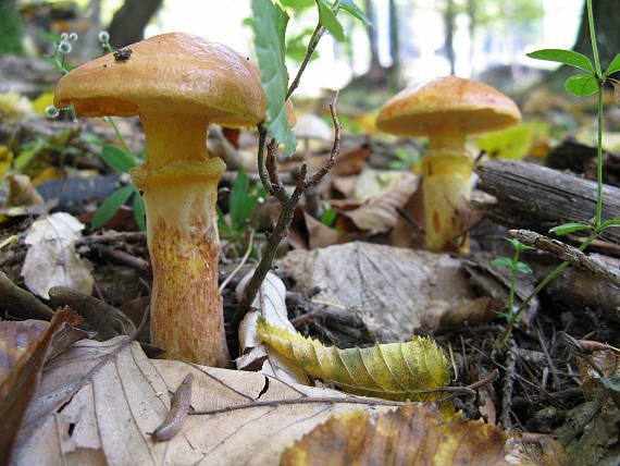 masliak smrekovcový Suillus grevillei (Klotzsch) Singer