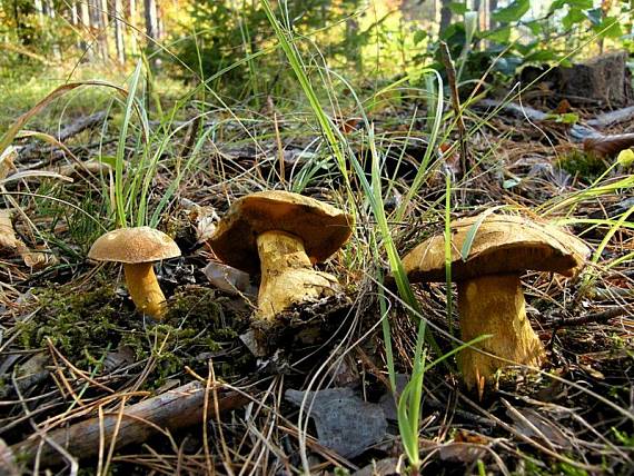 masliak strakatý Suillus variegatus (Sw.) Kuntze