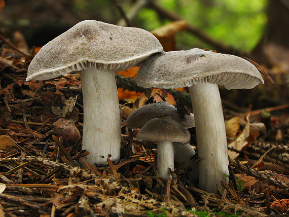 čírovka zemná Tricholoma terreum (Schaeff.) P. Kumm.