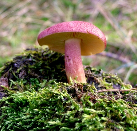 čírovec červenožltý-Šafránka červenožlutá Tricholomopsis rutilans  (Schaeff.) Singer