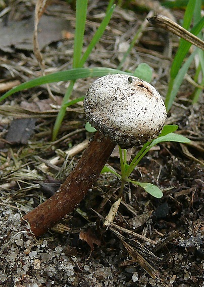 stopkovec vláknitý Tulostoma fimbriatum Fr.