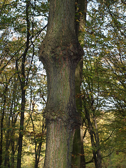 rakovina na dubovom kmeni