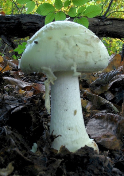 muchotrávka slamovožltá Amanita gemmata (Fr.) Bertill.