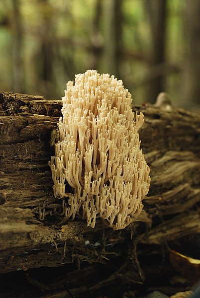 korunovec svietnikovitý Artomyces pyxidatus (Pers.) Jülich