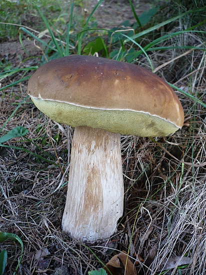 hríb smrekový Boletus edulis Bull.