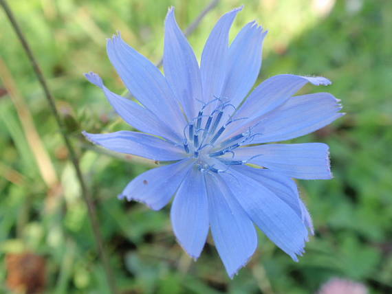 čakanka obyčajná Cichorium intybus L.