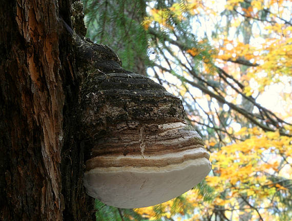 práchnovček lekársky Fomitopsis officinalis (Vill.) Bondartsev & Singer