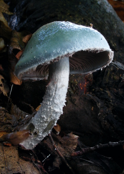 golierovka zelenomodrá Hemistropharia albocrenulata   (Peck) Jacobsson & E. Larss.