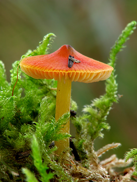 lúčnica kužeľovitá Hygrocybe conica (Schaeff.) P. Kumm.