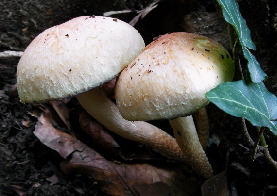 strapcovka Hypholoma sp.